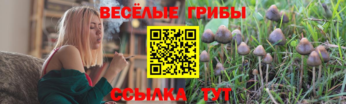 Псилоцибиновые грибы MAGIC MUSHROOMS  купить  цена  Вход с VPN  Чехов  Псилоцибиновые грибы Psilocybe 